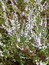 Calluna vulgaris (Kraut), Heidekraut, Besenheide, Färbepflanze, Färberpflanze, Pflanzenfarben,  färben, Klostergarten Seligenstadt
